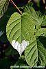 Actinidia kolomikta leaves