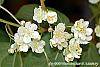 Actinidia kolomikta flowers