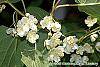 Actinidia kolomikta flowers