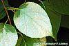 Actinidia polygama leaves