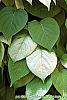 Actinidia polygama leaves