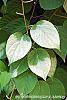 Actinidia polygama leaves