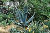 Agave americana habit