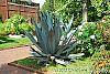 Agave americana habit