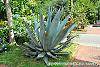 Agave americana habit