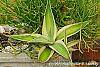 Agave guiengola 'Creme Brulee' habit