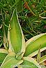 Agave guiengola 'Creme Brulee' leaves