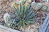 Agave spp. habit