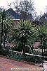 Cordyline indivisa habit
