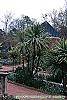 Cordyline indivisa habit