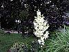 Yucca filamentosa flowers