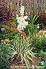 Yucca filamentosa 'Bright Edge' habit