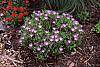 Delosperma floribunda 'Starburst'