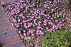 Delosperma floribunda 'Starburst' habit