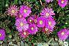 Delosperma 'Tiffindell Magenta' flowers