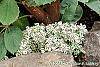 Alternanthera ficoidea 'White Carpet' habit