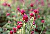 Gomphrena globosa 'Gnome' flowers