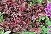 Iresine 'Purple Lady' leaves