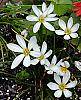 Zephyranthes atamasco flowers