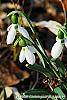 Galanthus ikariae flowers
