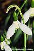 Galanthus ikariae flowers