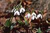 Galanthus nivalis habit
