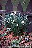 Leucojum aestivum habit