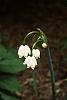Leucojum aestivum
