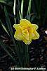 Narcissus 'Blitz' habit