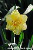 Narcissus 'Blitz' flowers