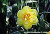 Narcissus 'Blitz' flowers