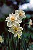 Narcissus 'Bell Song' flowers
