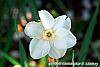 Narcissus 'Dress Circle' flowers
