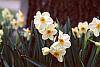 Narcissus 'Geranium' flowers