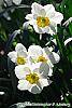 Narcissus 'Glissando' flowers