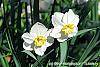 Narcissus 'Glissando' flowers