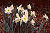 Narcissus 'Ice Follies' habit
