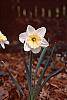 Narcissus 'Ice Follies' flowers