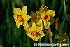 Narcissus 'Martinette' flowers