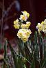 Narcissus 'Minnow' habit