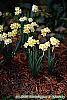 Narcissus 'Minnow' habit