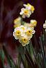 Narcissus 'Minnow' flowers