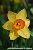 Narcissus 'Red Aria' flowers