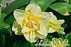 Narcissus 'Tahiti' flowers