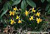 Narcissus 'Tete a tete' habit