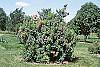 Cotinus coggygria 'Daydream' habit