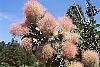 Cotinus coggygria 'Daydream' flowers