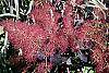 Cotinus coggygria 'Royal Purple' flowers