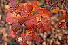 Rhus aromatica fall color