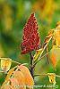 Rhus typhina fruit